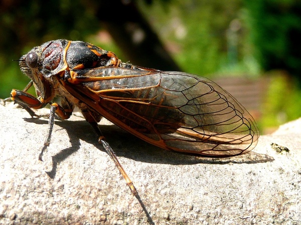 cicada insects nature