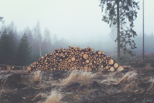 circle field fog forest log rural stack timber