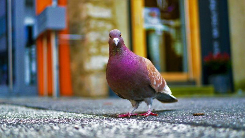 city pigeon picture cute closeup  
