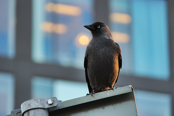 citybird 