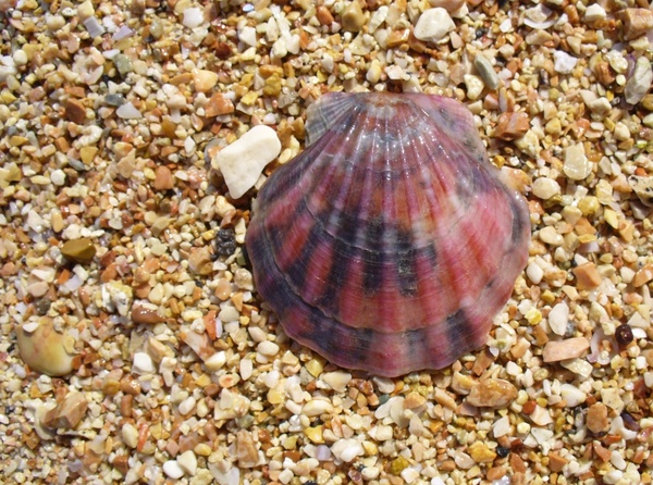 clam shell seashell