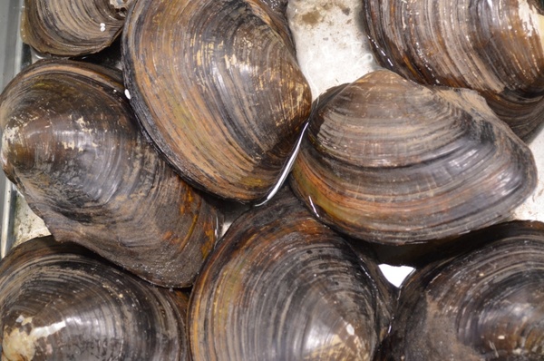 clam shells