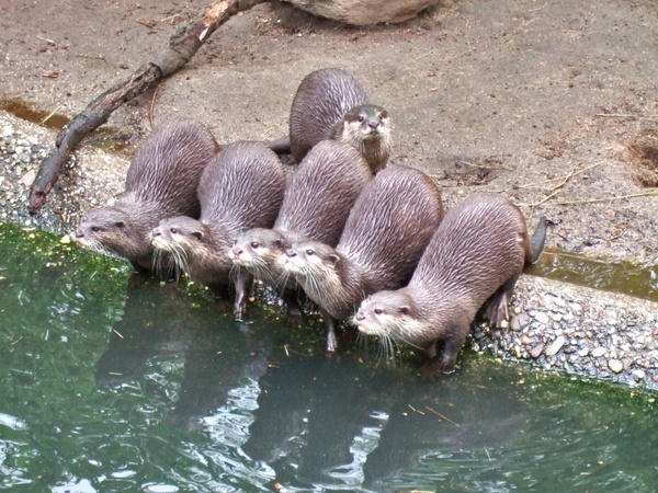 clawed otter water pets