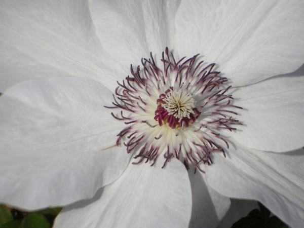 clematis flower bloom