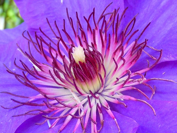 clematis flower blue