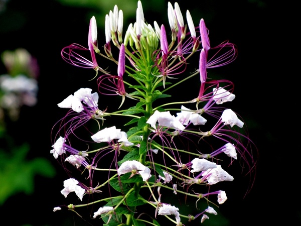 cleome hassleriana spider flower spider plant