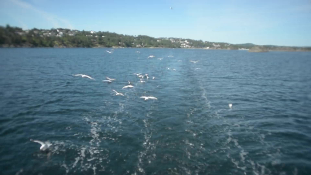 clip of seagull flying on calm sea