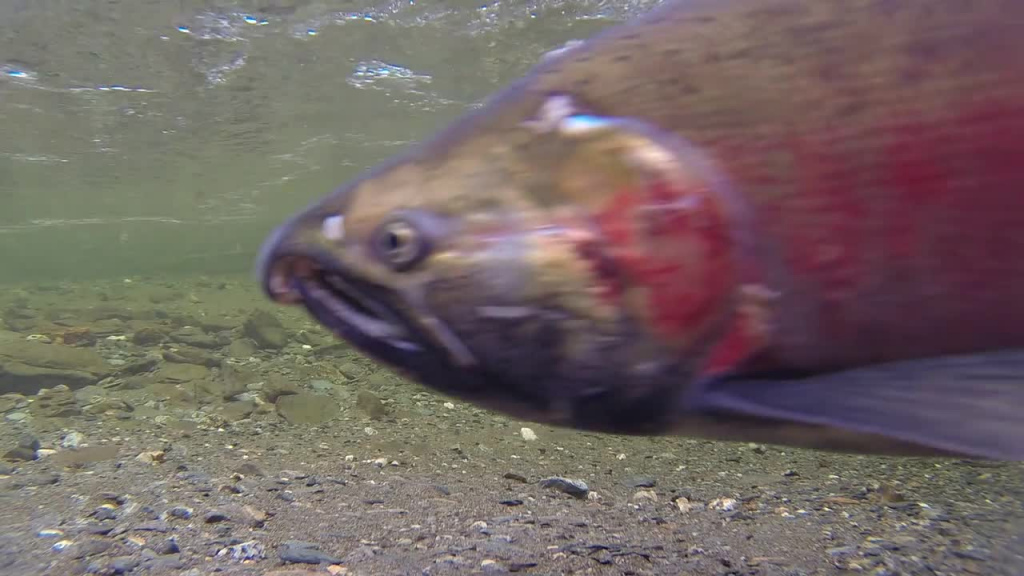 clip of wild salmon swimming under stream