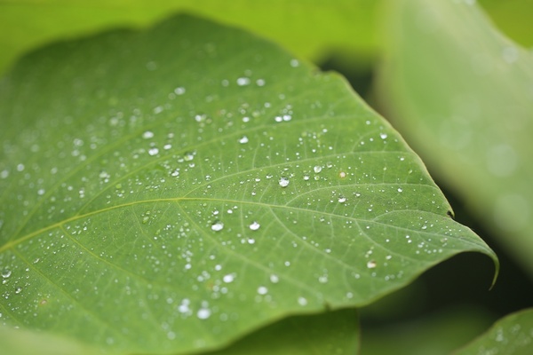 close closeup dew dof drop droplet foliage