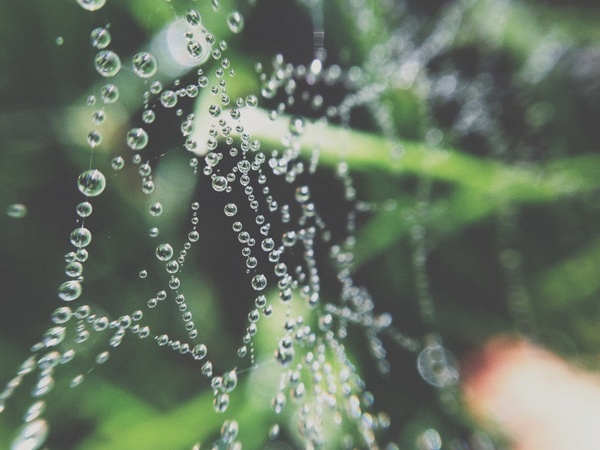 close closeup dew dof drop droplet forest garden