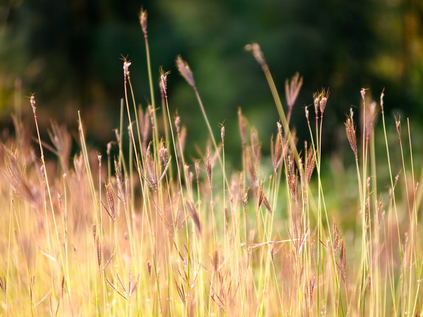 close up field grass hay nature plant rural