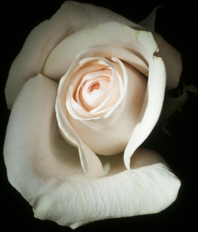 close up flower petal romance rose