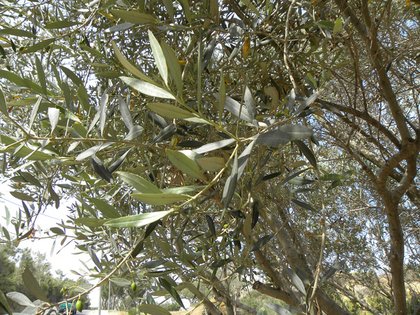close up of an olive tree