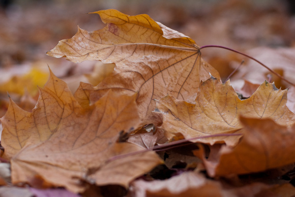 close up of autumn leaves fallen to the ground