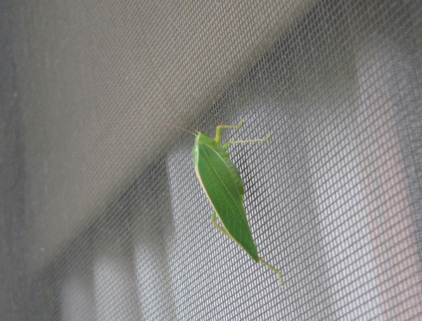 close up of grasshopper