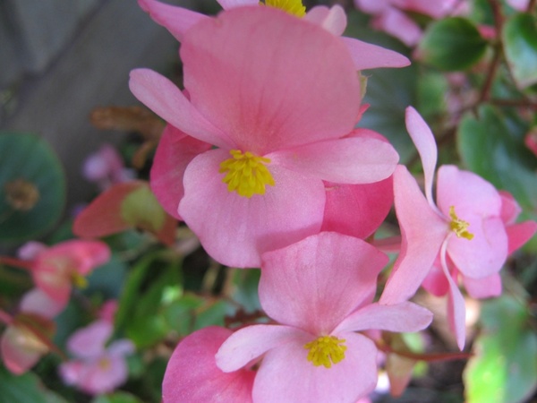 close up of pink begonia 