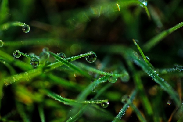 closeup dew dof drop droplet forest garden grass