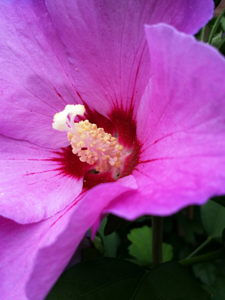 closeup flower