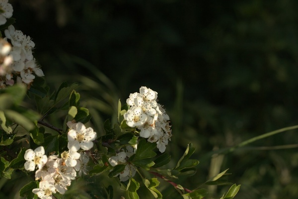 closeup of blossom 