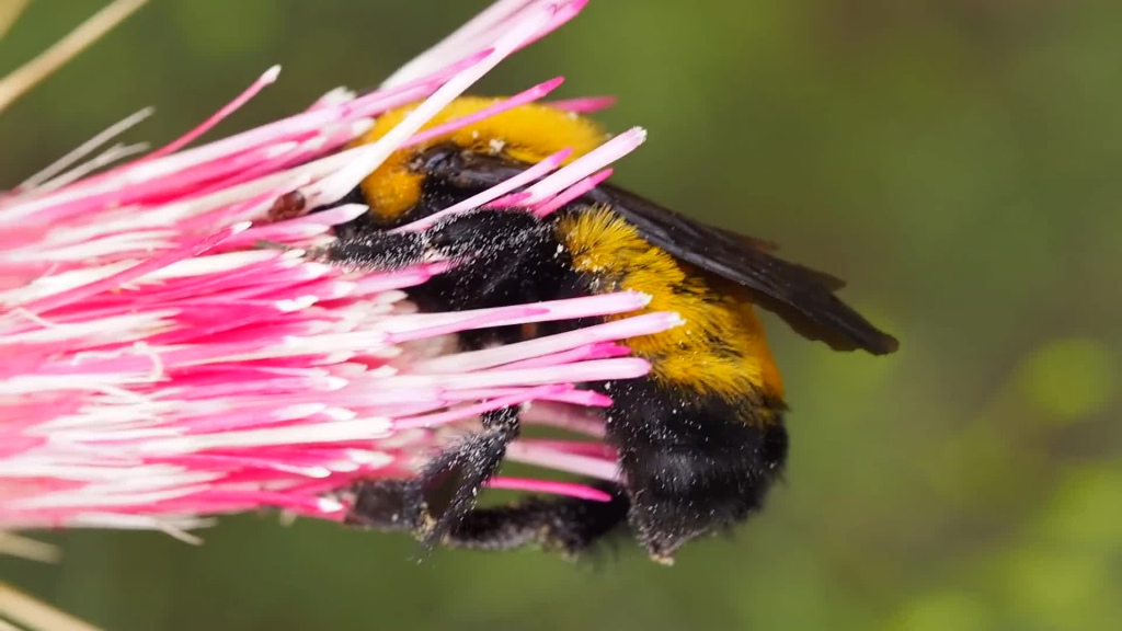 closeup of bumble bee on flower