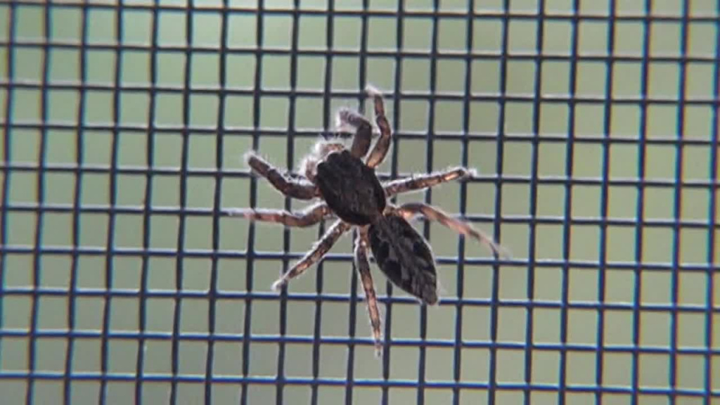 closeup of hairy spider crawling on mesh