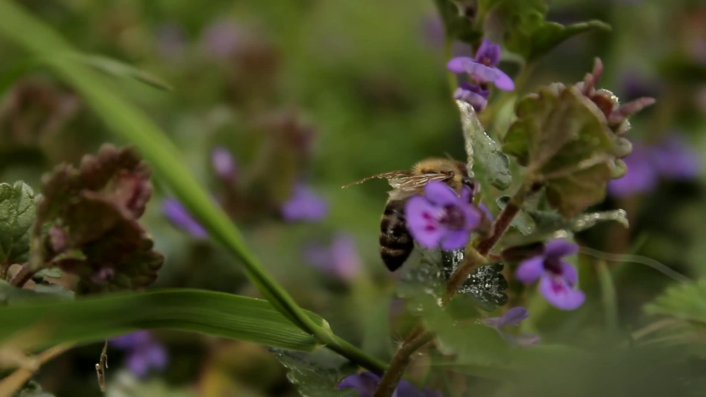 closeup of honeybee flying on violet flowers