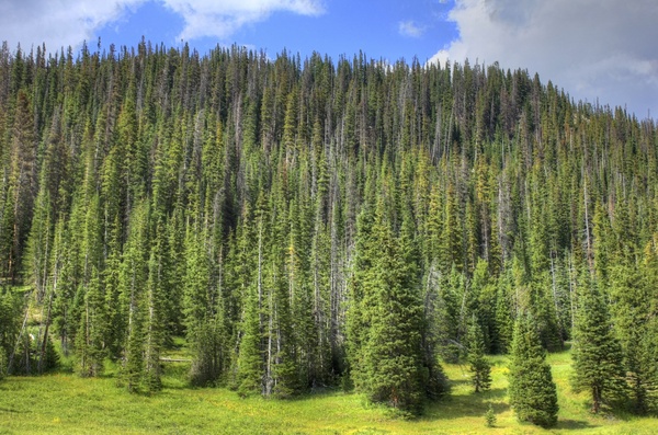 closeup of the pine forest at rocky mountains national park colorado