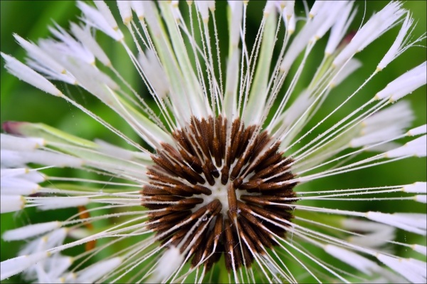 close-up seeds flower