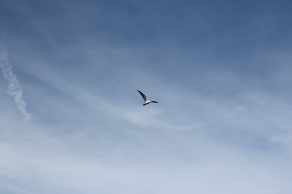 clouds ocean seagull 