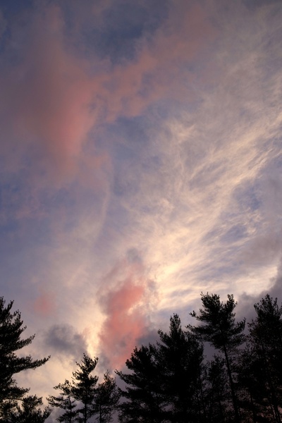 Tree trees sky Photos in .jpg format free and easy download unlimit id ...