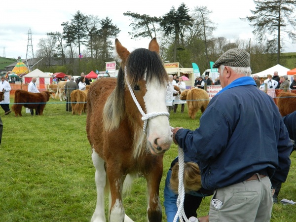 clydesdale horse