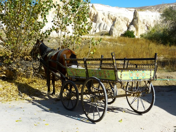 coach horse-drawn carriage horse