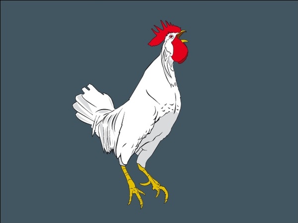 
								Cock							