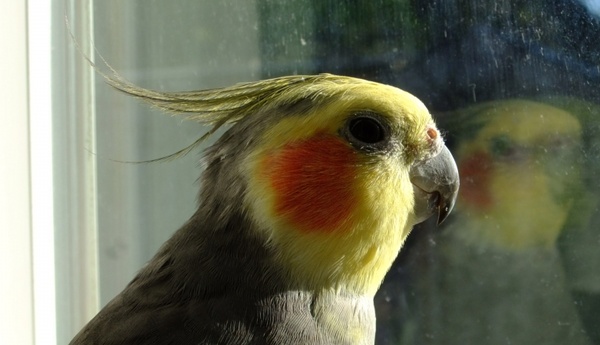 cockatiel gazing