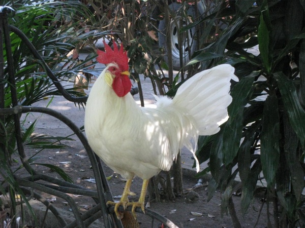 cockerel farm animal