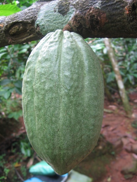 cocoa bean cocoa cocoa fruit
