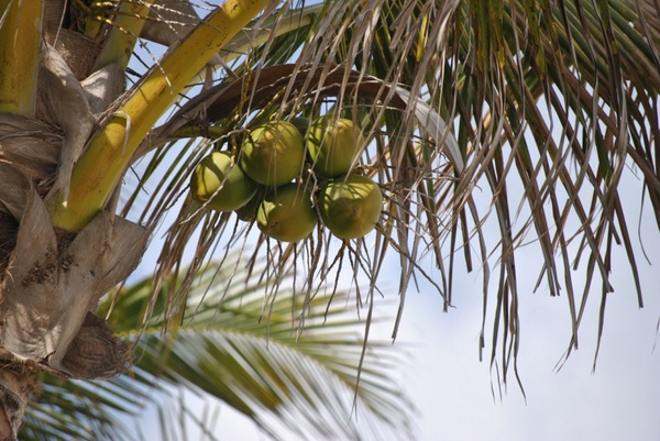coconut 1