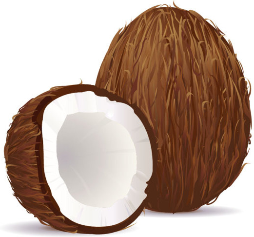 Coconut free vector download (376 Free vector) for commercial use