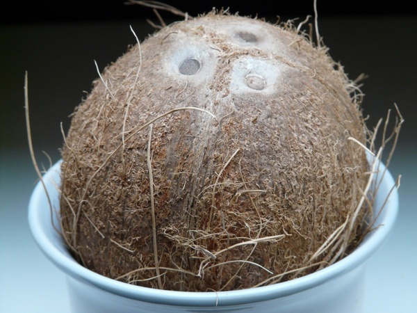 coconut germ holes coconuts