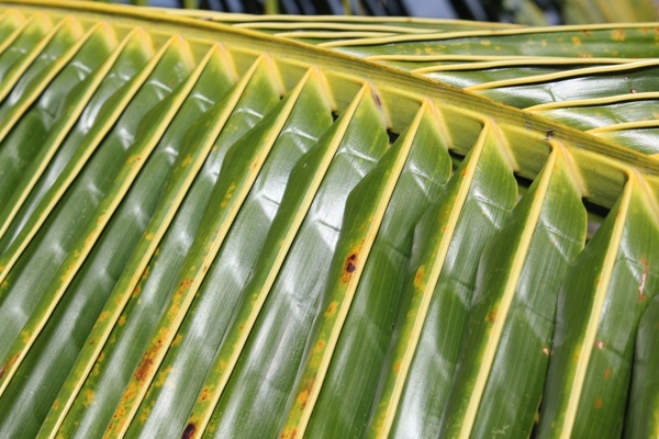 coconut leaves 2