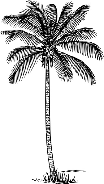 Coconut Palm clip art