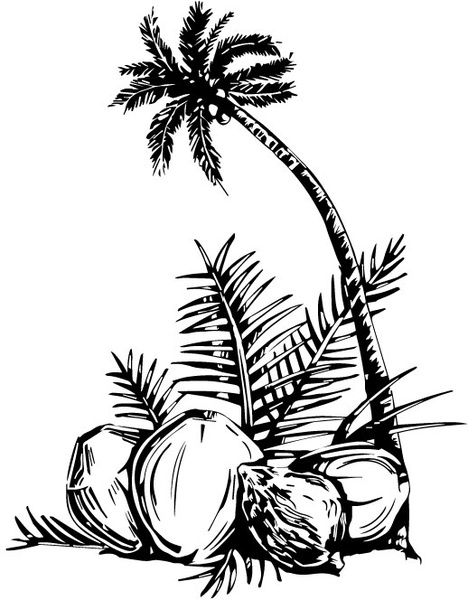 Single one line drawing of coconut tree. Decorative cocos nucifera, beach palm  tree family concept for greeting hello summer post card. Modern continuous  line draw design vector graphic illustration 20380573 Vector Art