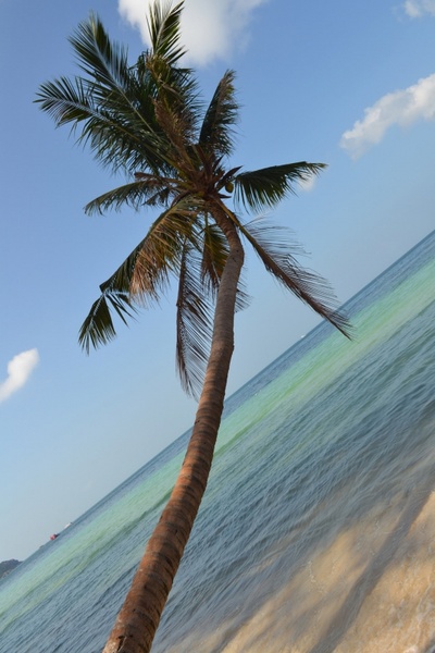 coconut tree sea coconut 