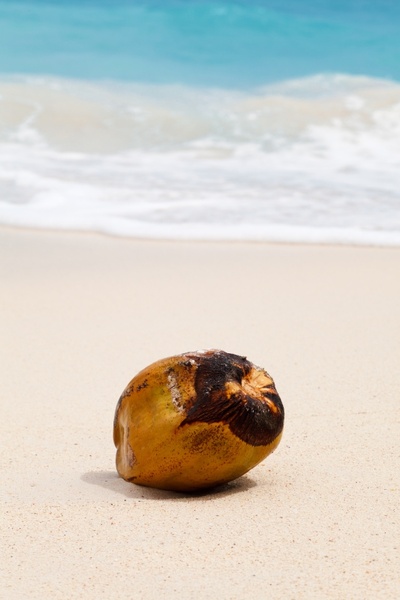 coconut tropical ocean