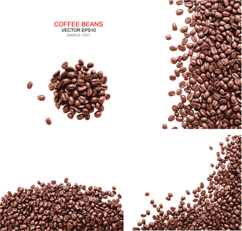 coffee beans with white background vector 