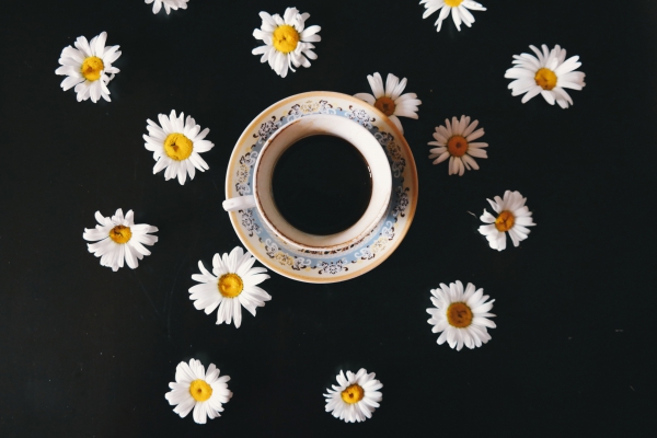 coffee flowers 