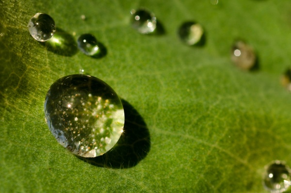 cohesive drop of water on a leaf