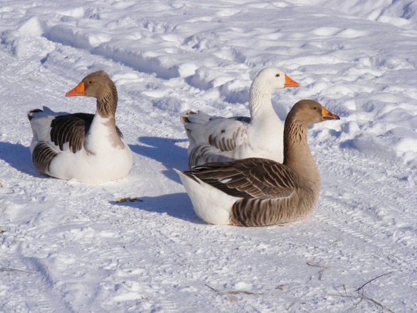cold country geese