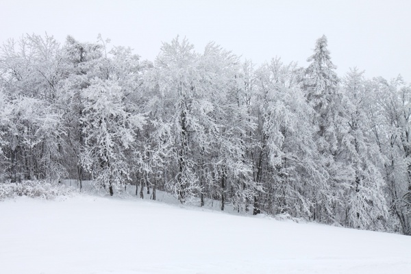 cold covered forest 