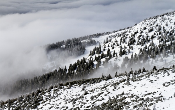 cold daytime fog forest frost landscape majestic